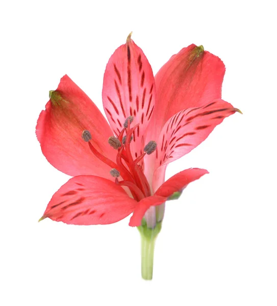アルストロの花 — ストック写真