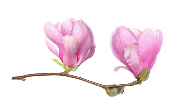 Magnolia flower — Stock Photo, Image