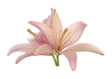 Bir çift nilüfer çiçeği beyazda izole edilmiş