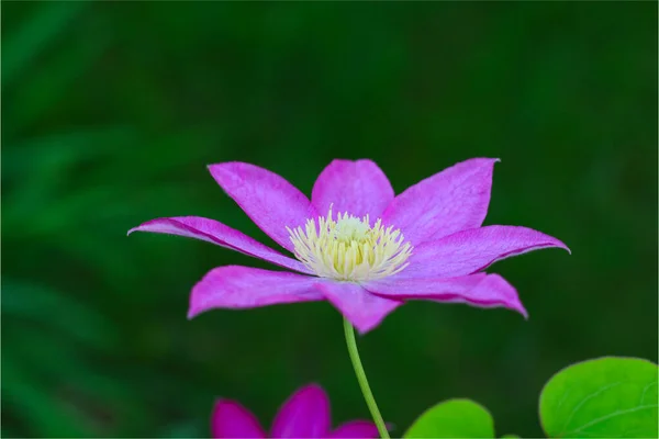 Рожеві Клематиси Саду — стокове фото