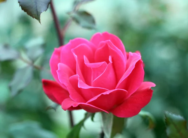 Rózsa Virág Kertben — Stock Fotó