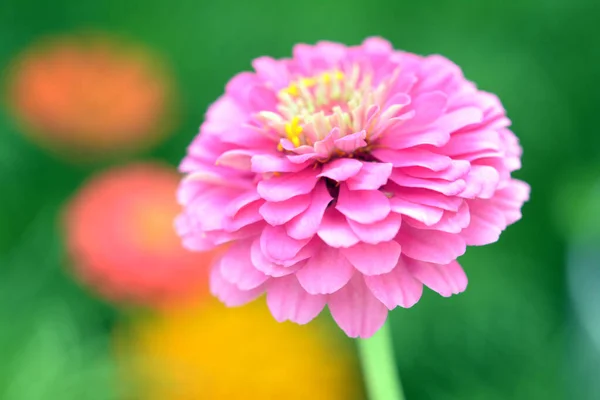 Flor de Zinnia — Foto de Stock