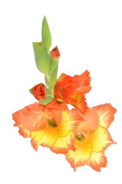 Gladiolenblüte — Stockfoto