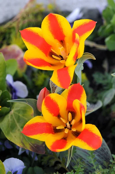 Tulipano di Wedensky — Foto Stock