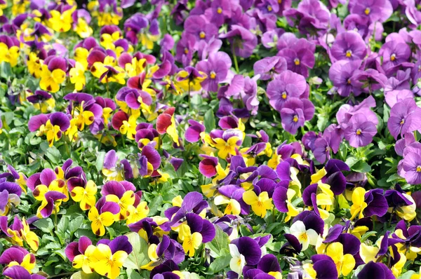 Bunte Stiefmütterchen-Blüten — Stockfoto