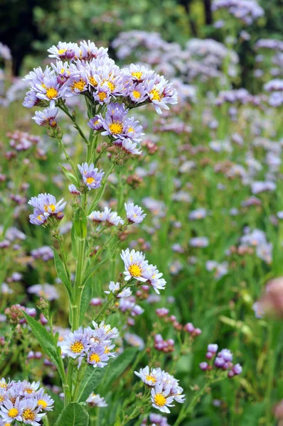 Jindai Tatarian Aster — Stock Photo, Image