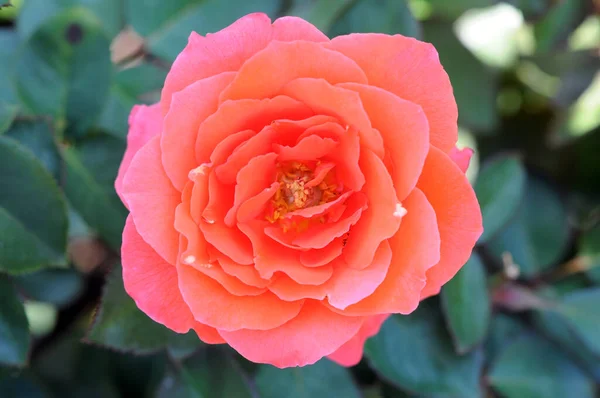Rosa de chá de coral — Fotografia de Stock