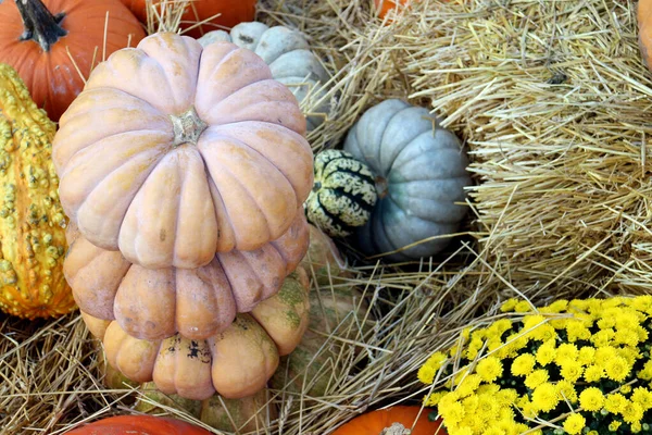 Calabaza lleno de baches —  Fotos de Stock