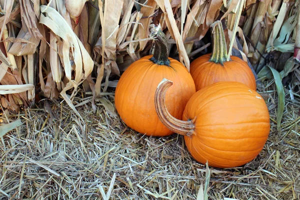 Calabaza —  Fotos de Stock