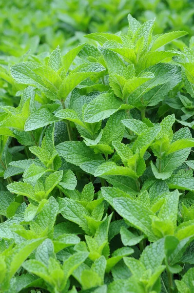 Árboles de menta — Foto de Stock