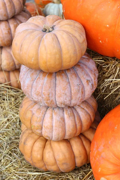 Calabaza baches decorativos —  Fotos de Stock