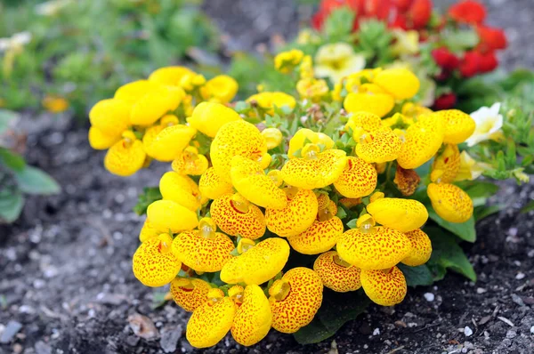 Flor de bolso amarelo — Fotografia de Stock