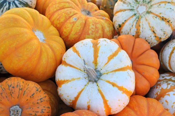 Mini calabazas —  Fotos de Stock