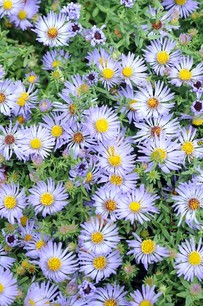 Purple Frikart's Aster — Stock Photo, Image