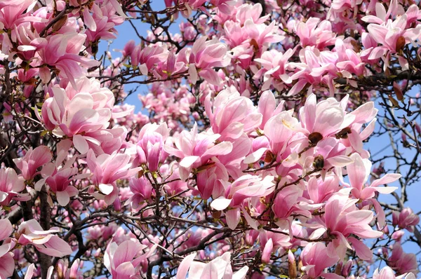 üfleyen manolya çiçekleri 