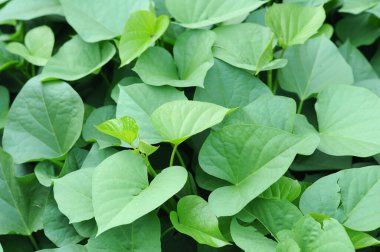 tatlı patates yaprak 