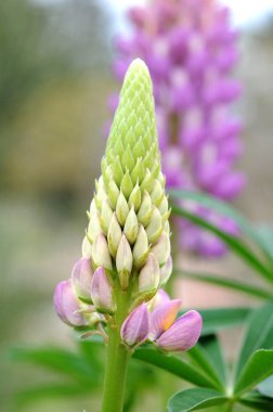 tomurcuk çiçekleri