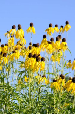 Siyah gözlü Susan.