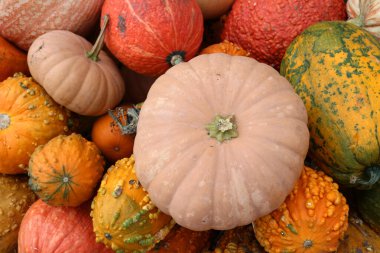 Beyaz Hayalet balkabağı