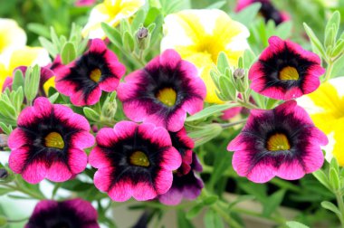 Kalibrakhoa akşam çanları vişne