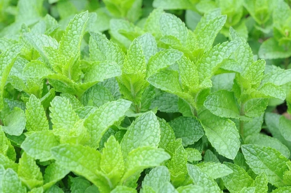 Árboles de menta — Foto de Stock