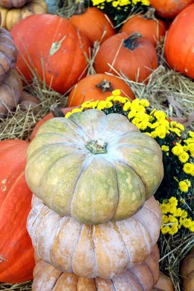 Calabaza baches decorativos para la temporada de otoño —  Fotos de Stock