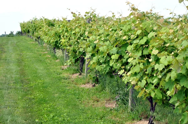 Grape tree — Stock Photo, Image