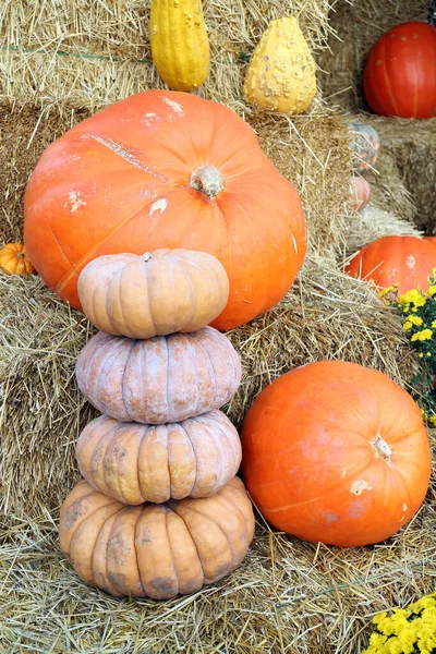 Humpete gourd – stockfoto