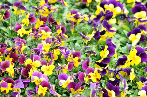 Pansy blomster – stockfoto