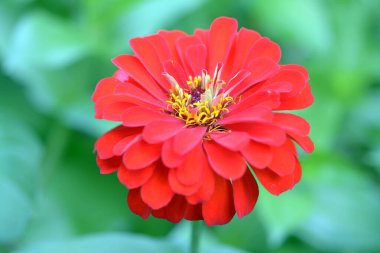 Renkli zinnia