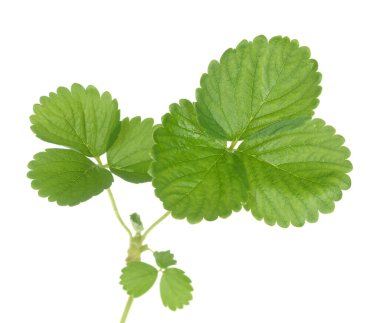 taze çilek yaprağı