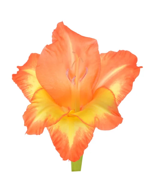 Orangefarbene Gladiolenblüte — Stockfoto