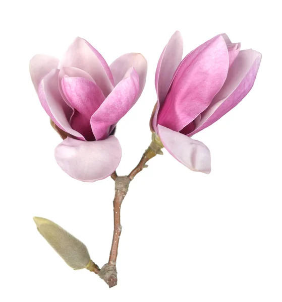 Magnolia λουλούδι — Φωτογραφία Αρχείου