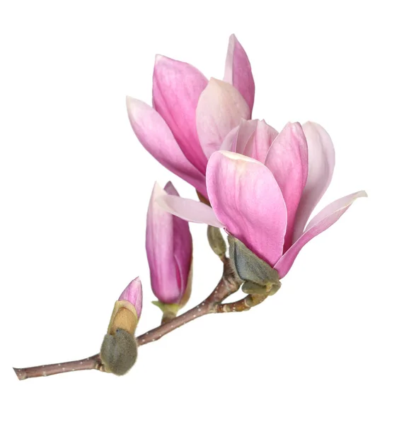 Magnolia flower — Stock Photo, Image