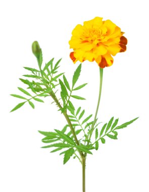 Arkaplan kullanımları için renkli çiçeklerin kapatılması