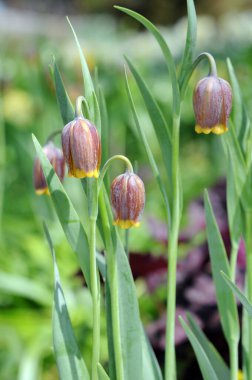 Dans Kraliçesi Hosta 