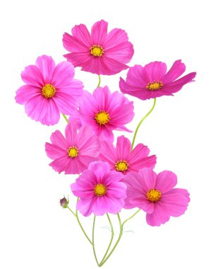 pembe evren