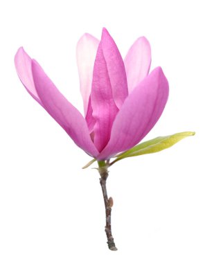  pembe Manolya çiçeği 