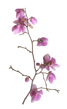  pembe Manolya çiçeği