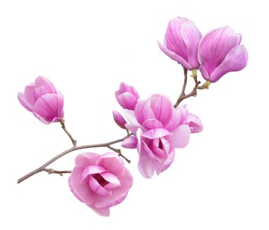 magnolia flower clipart