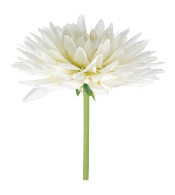 Beyaz Yıldız çiçeği