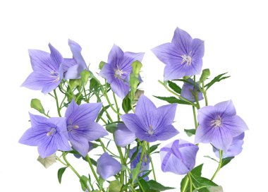 Platycodon Grandiflorus