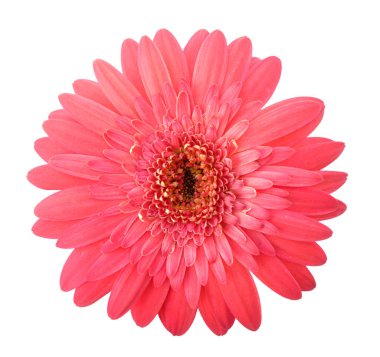 pembe gerbera