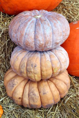 Bir yığın Peri Masalı Kabağı