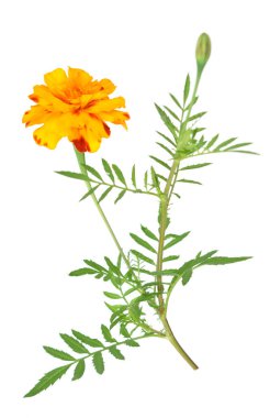 Afrika kadife çiçeği