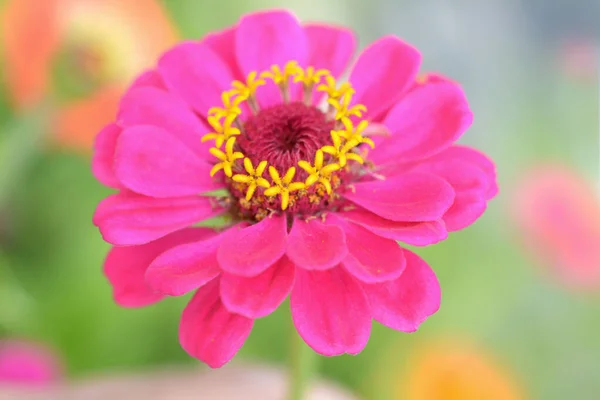 Zinnia — Foto de Stock