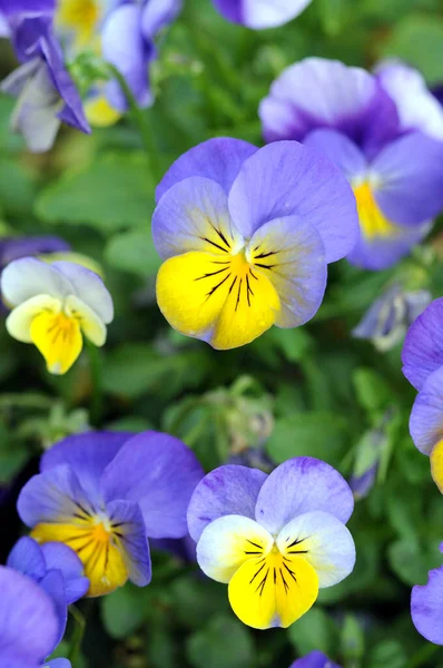 Nahaufnahme Von Farbenfrohen Blühenden Blumen Für Den Hintergrund — Stockfoto