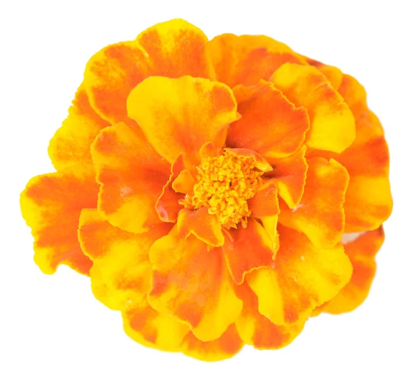 African Marigold — Stockfoto