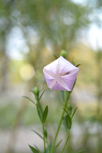 Великоквітковий квітка — стокове фото