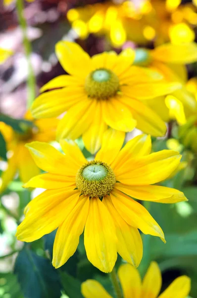 Daisy flower — Stockfoto